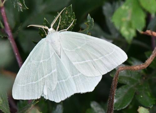 Hemistola chrysoprasaria
